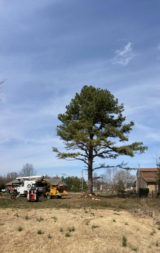 About Us 12 treeservicesinelktonmd (10)