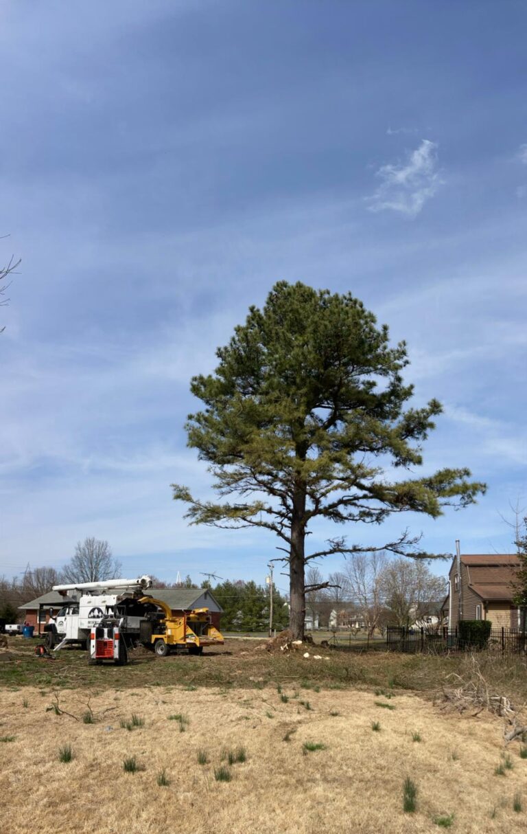 Home 21 treeservicesinelktonmd (10)