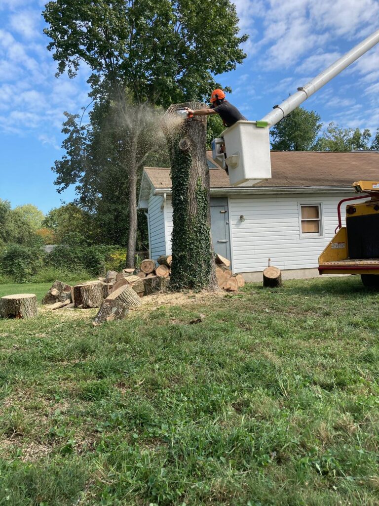 Home 24 treeservicesinelktonmd (13)