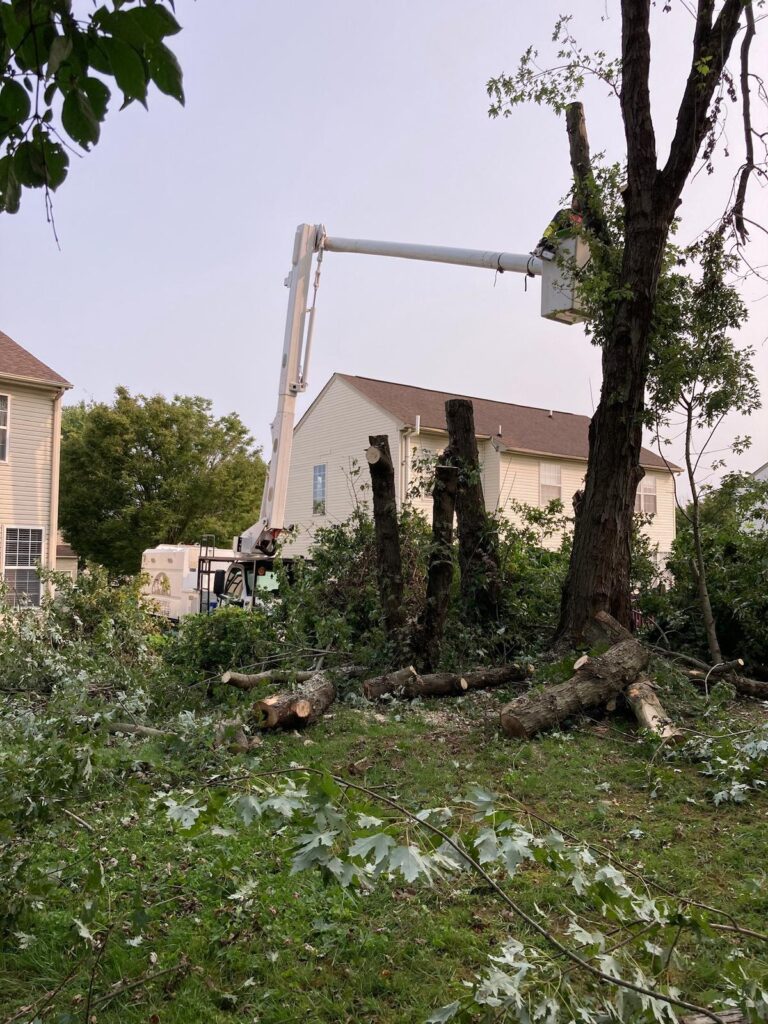 Home 14 treeservicesinelktonmd (20)
