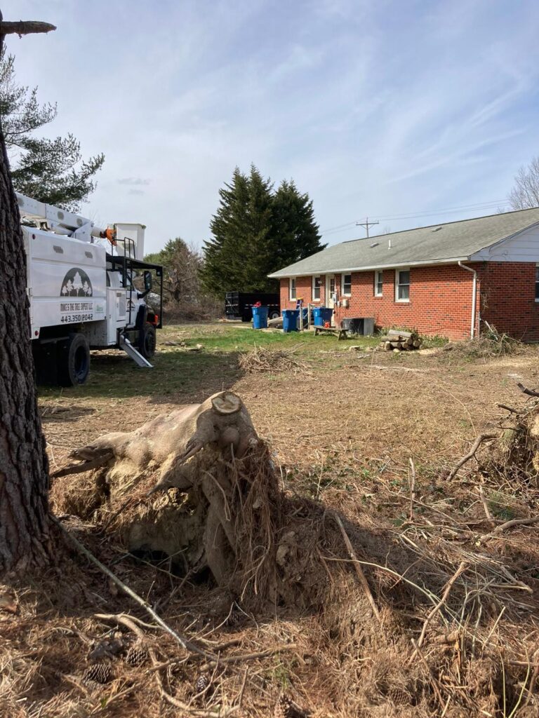 Home 15 treeservicesinelktonmd (21)